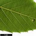SpeciesSub: subsp. glabrata